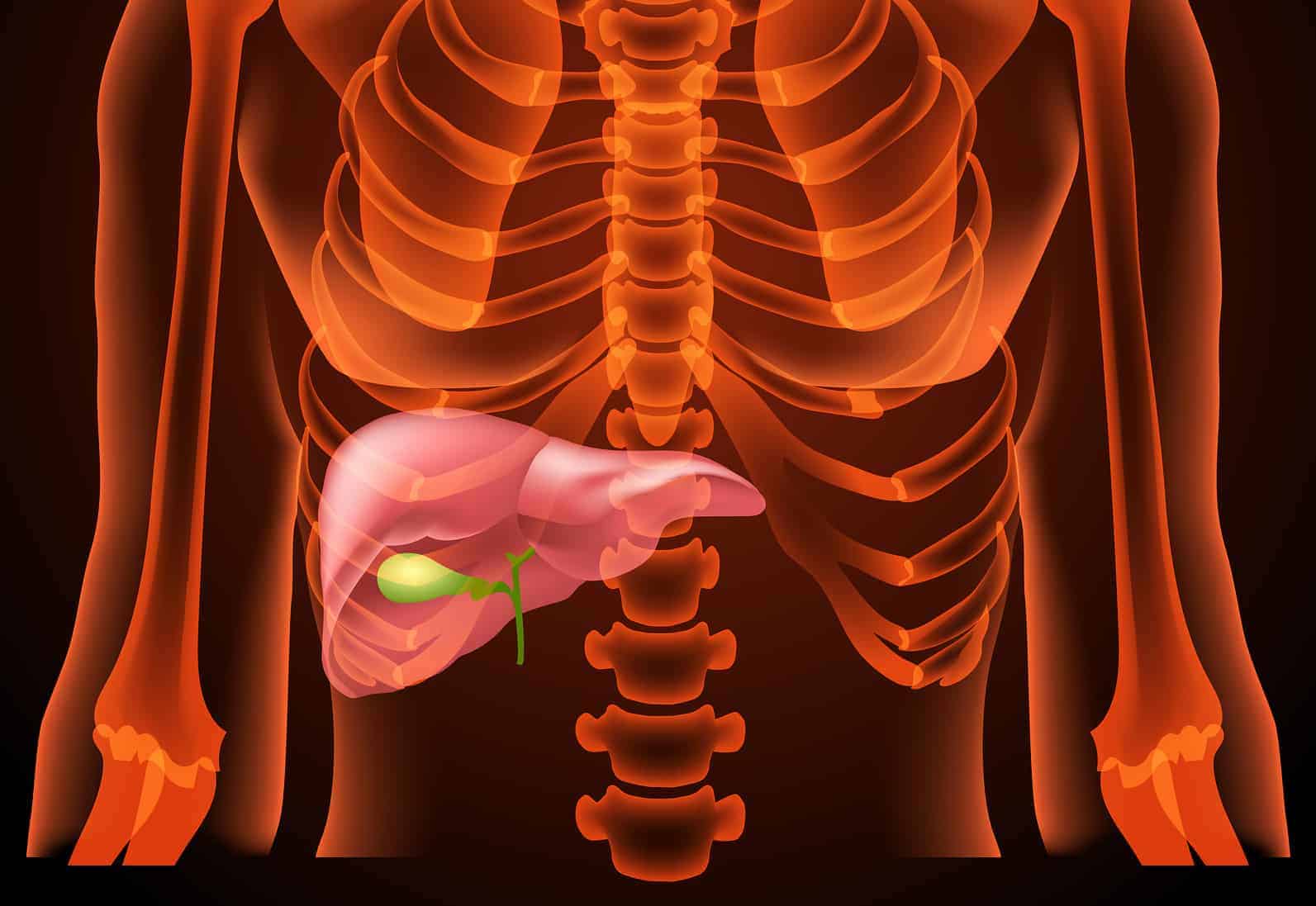 Желчный пузырь